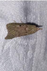 <i>Aphomia sociella</i>