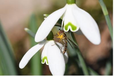 <i>Episyrphus balteatus</i>