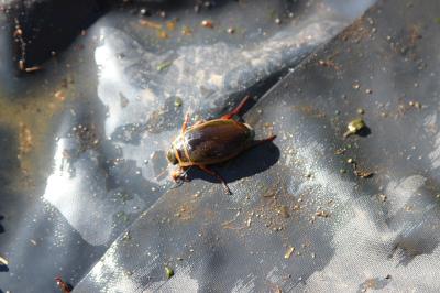 <i>Dytiscus marginalis</i>