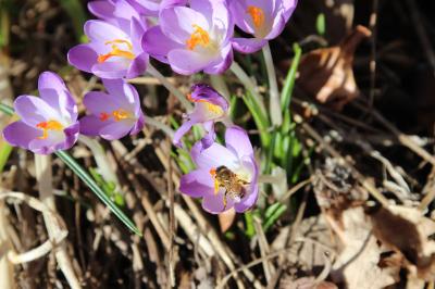 <i>Apis mellifera</i>