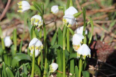 <i>Apis mellifera</i>