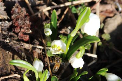 <i>Apis mellifera</i>