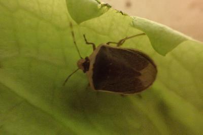 <i>Nezara viridula</i>