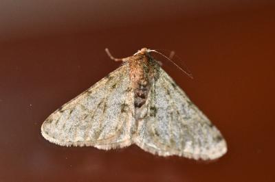 <i>Phigalia pilosaria</i>