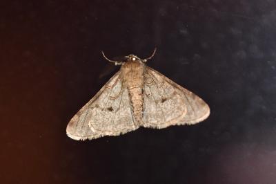 <i>Phigalia pilosaria</i>