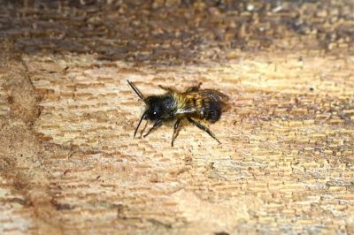 <i>Osmia bicornis</i>
