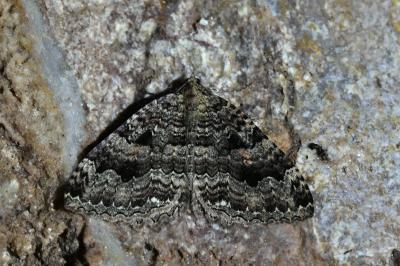 <i>Triphosa dubitata</i>