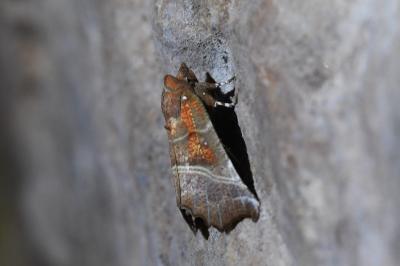 <i>Scoliopteryx libatrix</i>