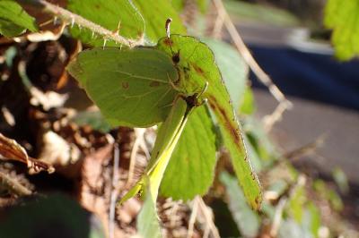 <i>Gonepteryx rhamni</i>