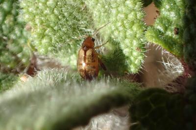 <i>Longitarsus membranaceus</i>