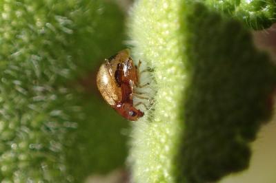 <i>Longitarsus membranaceus</i>