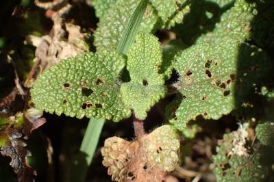 <i>Longitarsus membranaceus</i>