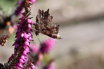 <i>Polygonia c-album</i>