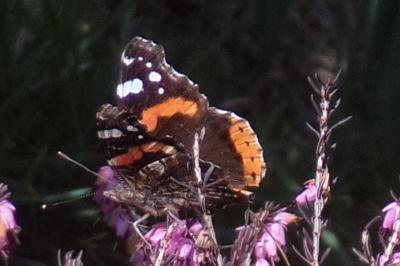 <i>Vanessa atalanta</i>