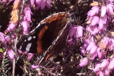 <i>Vanessa atalanta</i>