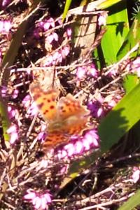 <i>Polygonia c-album</i>