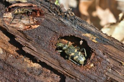 <i>Rhagium mordax</i>