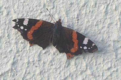 <i>Vanessa atalanta</i>