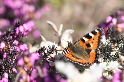 Aglais urticae