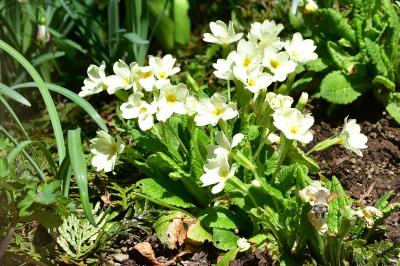 <i>Macroglossum stellatarum</i>