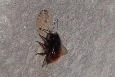 <i>Osmia cornuta</i>