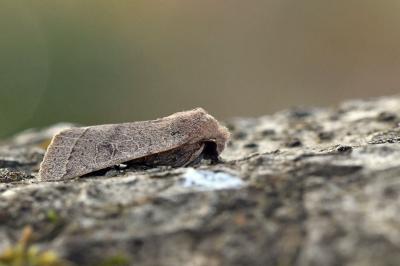 <i>Orthosia cerasi</i>