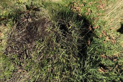 <i>Formica pratensis</i>