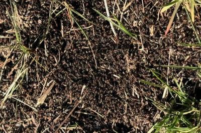 <i>Formica pratensis</i>