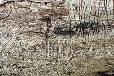 <i>Hylesinus crenatus</i>