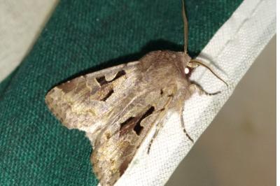 <i>Orthosia gothica</i>