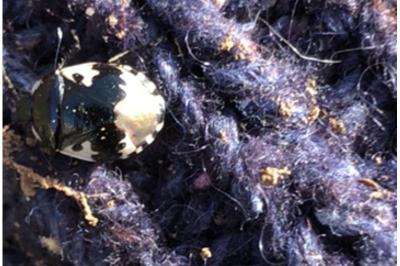 <i>Tritomegas bicolor</i>