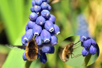 <i>Bombylius</i>