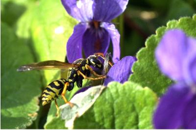<i>Polistes dominula</i>