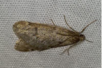 <i>Alsophila aescularia</i>