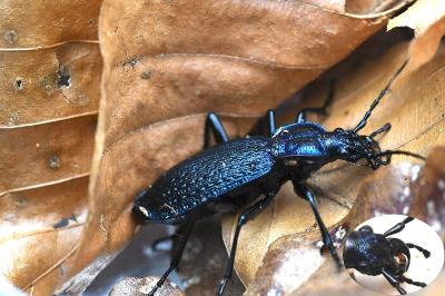 <i>Carabus intricatus</i>
