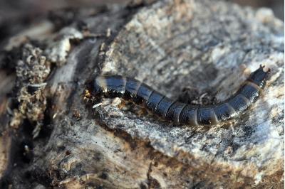 <i>Stenagostus rhombeus</i>