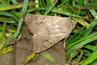<i>Orthosia cerasi</i>
