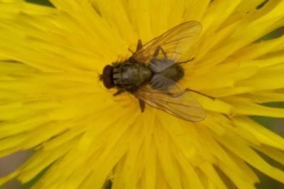 <i>Phaonia angelicae</i>