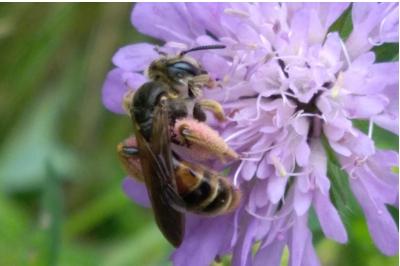 <i>Andrena hattorfiana</i>