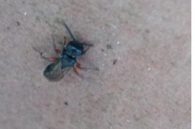 <i>Tiphia femorata</i>