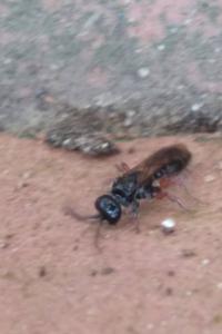 <i>Tiphia femorata</i>