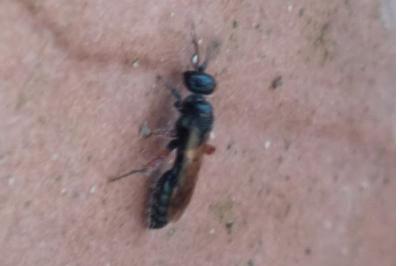 <i>Tiphia femorata</i>