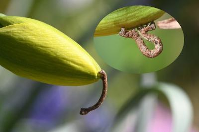 <i>Peribatodes rhomboidaria</i>