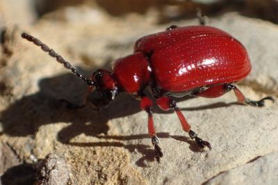 <i>Lilioceris merdigera</i>