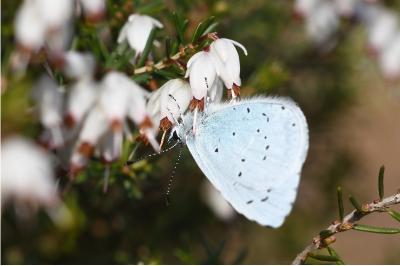 <i>Celastrina argiolus</i>