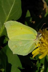 <i>Gonepteryx rhamni</i>