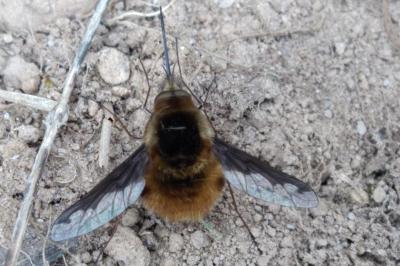 <i>Bombylius major</i>