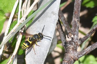 <i>Ancistrocerus</i>