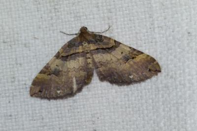 <i>Earophila badiata</i>