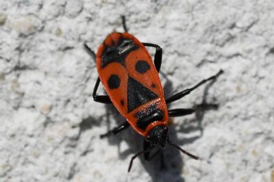 <i>Pyrrhocoris apterus</i>